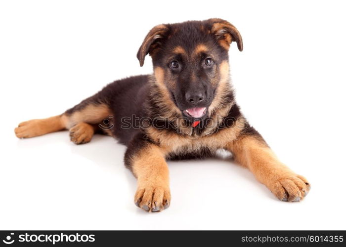 German Shepherd dog, isolated over white