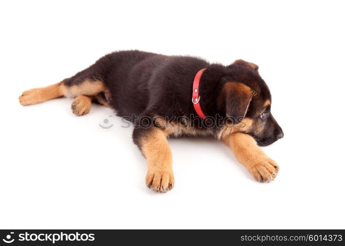 German Shepherd dog, isolated over white