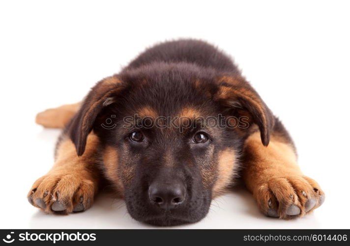 German Shepherd dog, isolated over white