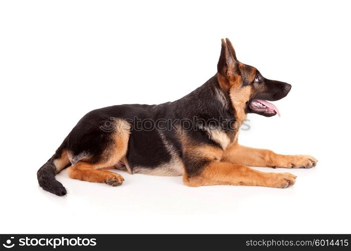 German Shepherd dog, isolated over white