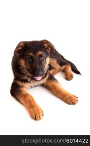 German Shepherd dog, isolated over white