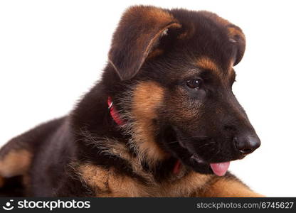 German Shepherd dog, isolated over white