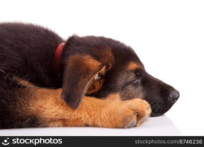 German Shepherd dog, isolated over white