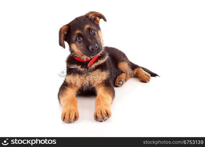 German Shepherd dog, isolated over white