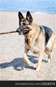 German Shepherd dog on beach