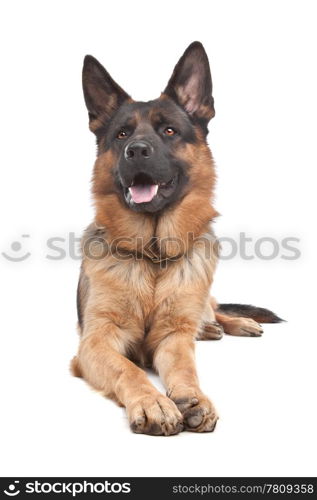 German shepherd. German shepherd in front of a white background