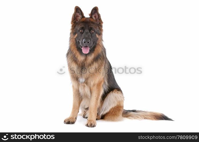 German Shepherd. German Shepherd in front of a white background