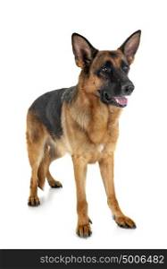 german shepherd in front of white background