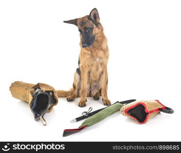 german shepherd in front of white background