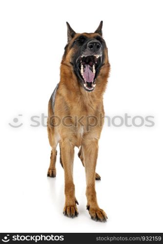 german shepherd in front of white background