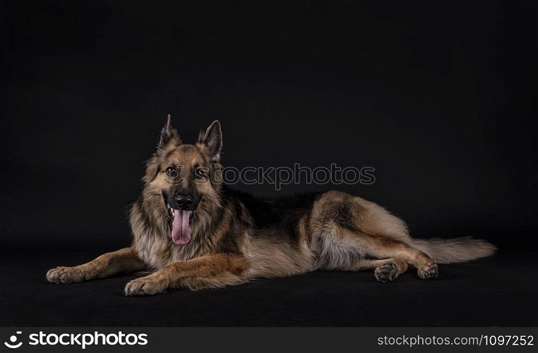 German shepherd lying with his tongue out in a studio with black background