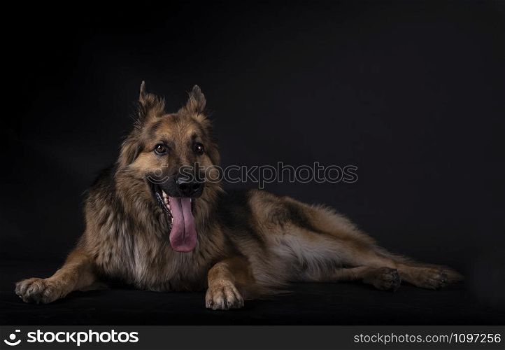 German shepherd lying with his tongue out looking in a studio with black background