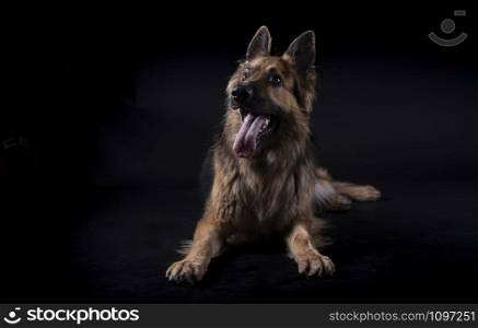 German shepherd lying with his tongue out looking up in a studio with black background