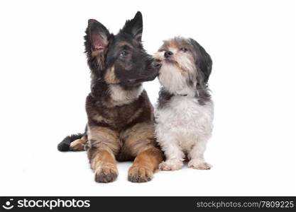 German Shepherd puppy and a boomer mixed breed dog. German Shepherd puppy and a boomer mixed breed dog in front of a white background
