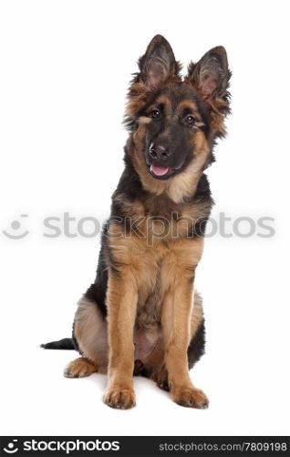 German Shepherd puppy. German Shepherd puppy in front of a white background