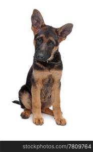 German Shepherd puppy. German Shepherd puppy in front of a white background