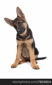 German Shepherd puppy. German Shepherd puppy in front of a white background