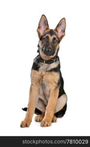 German Shepherd puppy. German Shepherd puppy in front of a white background