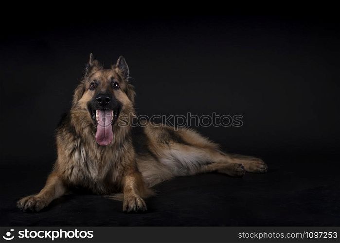 German shepherd sitting with his tongue out in a studio with black background