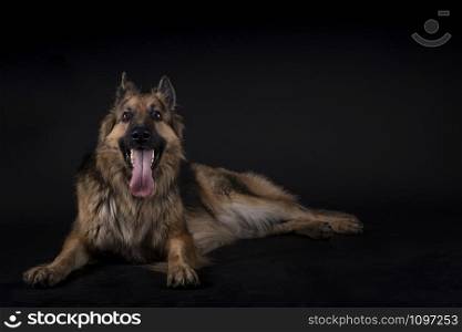 German shepherd sitting with his tongue out in a studio with black background