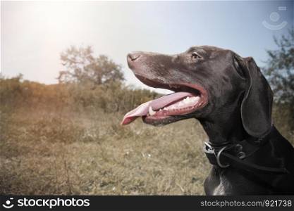 German short haired pointer outdoors