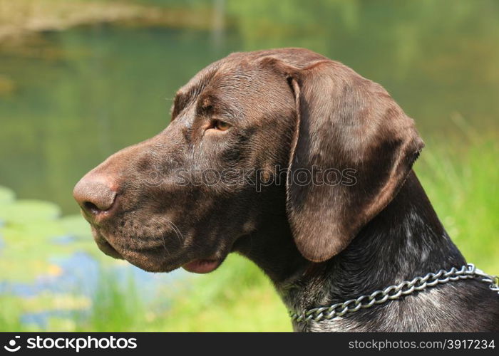 German shorthaired Pointer, 10 month old, male,