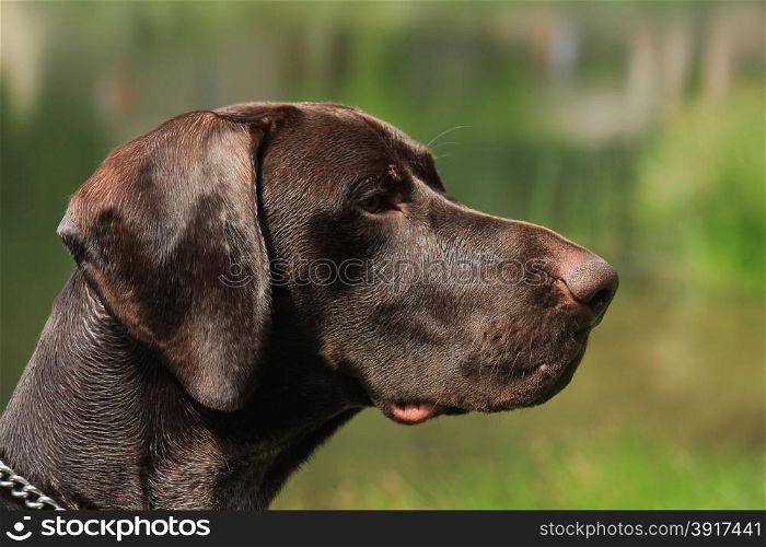German shorthaired Pointer, 10 month old, male,
