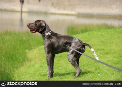 German shorthaired Pointer, 10 month old, male, at the waterside