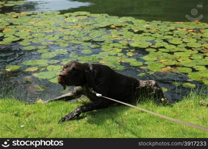German shorthaired Pointer, 10 month old, male, at the waterside