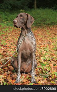 German Shorthaired Pointer, 3 year old male