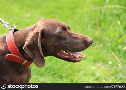 German Shorthaired Pointer, a 3 year old female, solid brown with a red collar