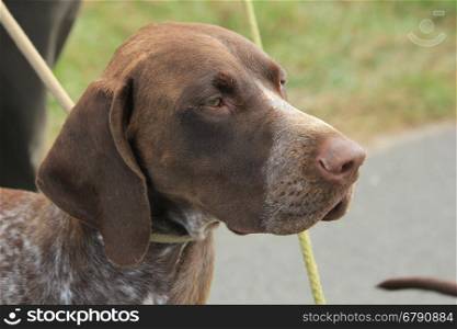 German Shorthaired Pointer adult male, brown and white