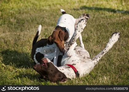 German shorthaired pointer and little Russell Terrier playing in park