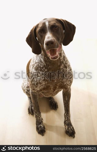 German Shorthaired Pointer dog sitting and looking up at viewer.