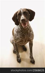 German Shorthaired Pointer dog sitting and looking up at viewer.