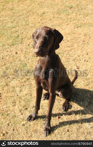 German Shorthaired Pointer female, 13 months old