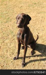 German Shorthaired Pointer female, 13 months old