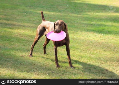 German Shorthaired Pointer female, playing with a frisbee