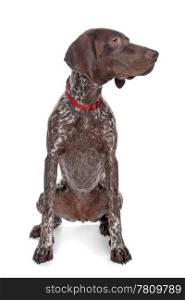 German Shorthaired Pointer. German Shorthaired Pointer in front of a white background