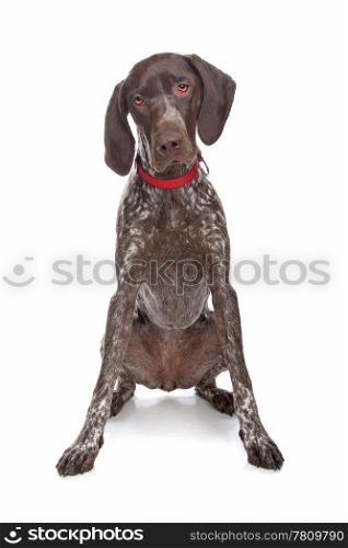 German Shorthaired Pointer. German Shorthaired Pointer in front of a white background