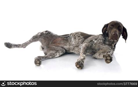 German Shorthaired Pointer in front of white background
