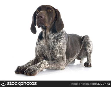 German Shorthaired Pointer in front of white background