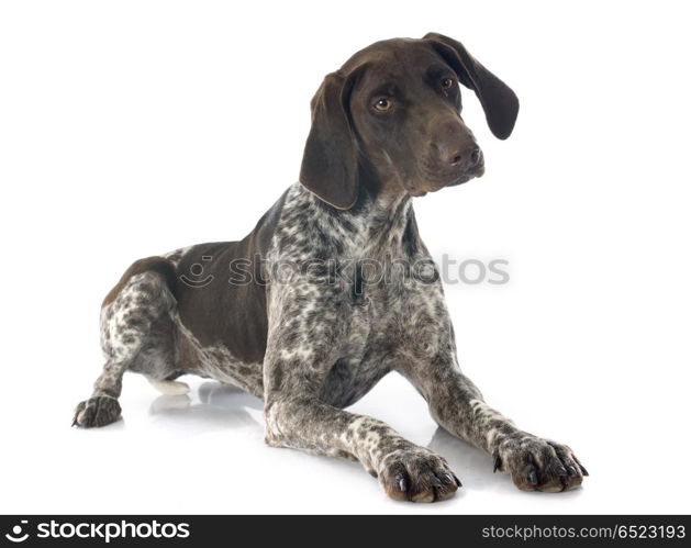 German Shorthaired Pointer in front of white background