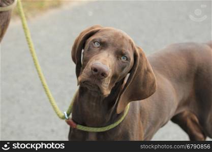 German Shorthaired Pointer male puppy, 12 weeks old
