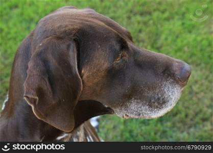 German Shorthaired Pointer male, six years old