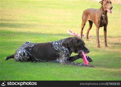 German Shorthaired Pointer male, six years old, playing with a frisbee