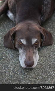 German shorthaired pointer on pavement
