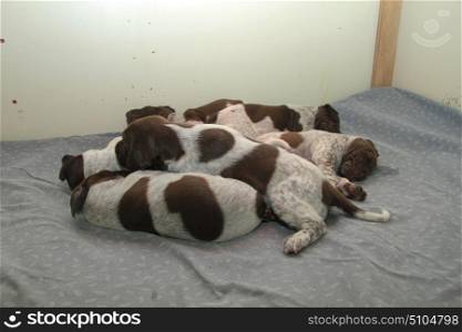 German shorthaired pointer puppies, 18 days old