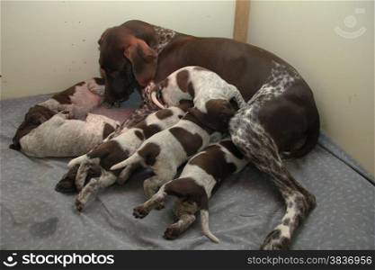 German shorthaired pointer puppies, 18 days old and their mother.