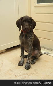 German shorthaired pointer puppy, 10 weeks old